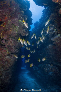 "The Hallway"
Schoolmaster Snapper leading the way throu... by Chase Darnell 